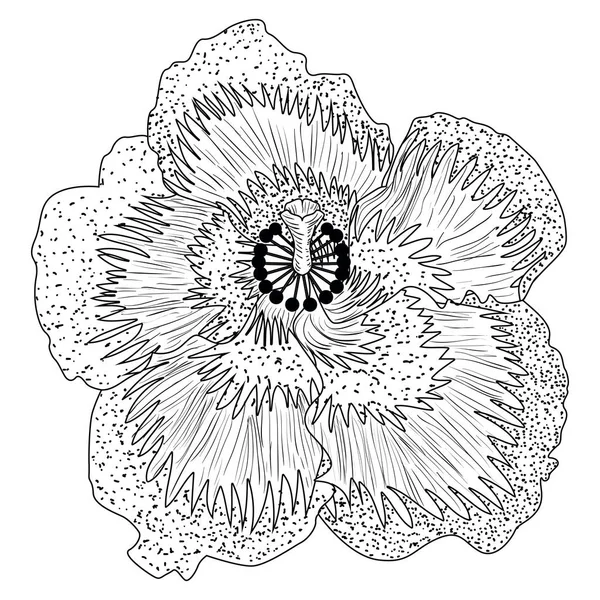 Geïsoleerde bloem schets — Stockvector