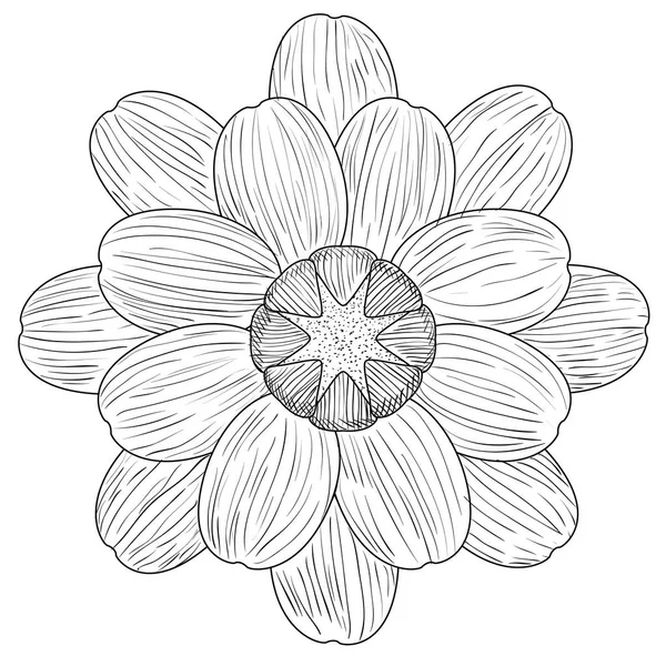 Изолированный цветочный набросок — стоковый вектор