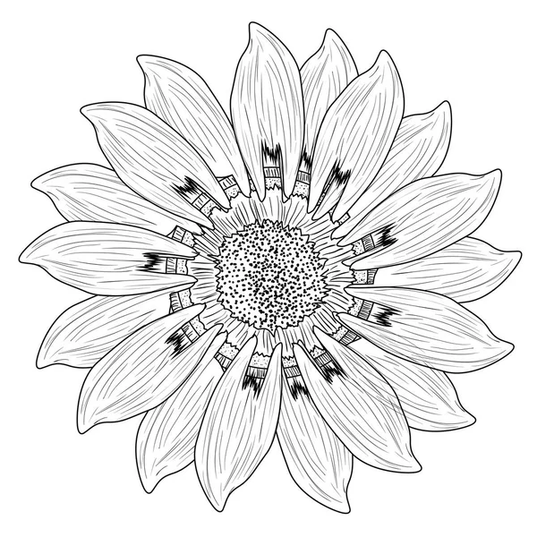 İzole çiçek kroki