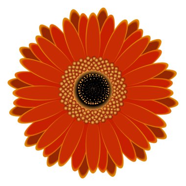 İzole renkli çiçek