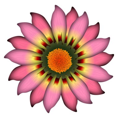 İzole renkli çiçek