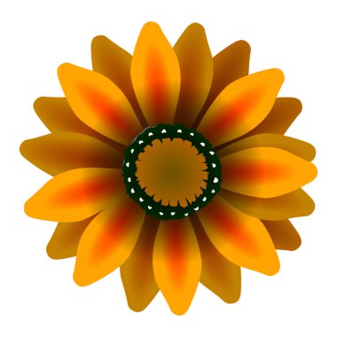 İzole renkli çiçek