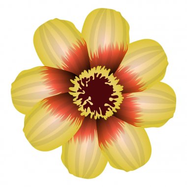 İzole renkli çiçek