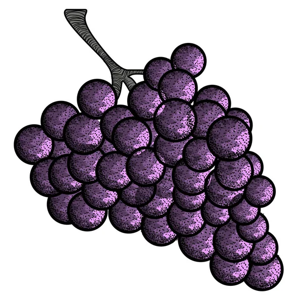 Isolated vintage grapes — Stock Vector