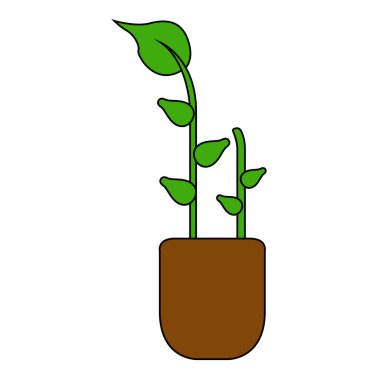 İzole edilmiş süs bitkisi.