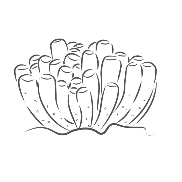 Icono de cactus aislado — Vector de stock