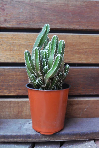 Kleine Topfpflanzen Mit Tollen Farben — Stockfoto