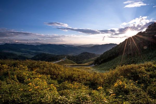 Günbatımı dağ manzaralı ve ayçiçeği içinde orman Bua Tong çiçek açan sezon, Doi Mae U-Kor Khunyuam ilçe Mae Hong Son, Thailand