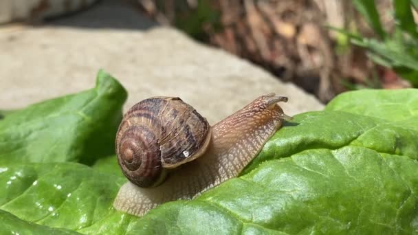 Escargot de raisin rampant lentement sur la surface de la feuille verte — Video