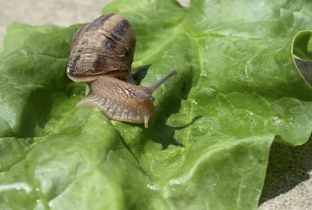 Grape snail crawls slowly over the surface of the green leaf — Stock Footage Grape snail crawls slowly over the surface of the green leaf Royalty Free Stock Video