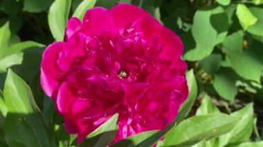 Çiçekli mor bir şakayığın etrafında vızıldayan arı uçar, bir çiçekte banyo yapar, nektar toplar