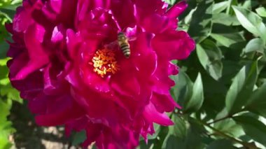 Çiçekli mor bir şakayığın etrafında vızıldayan arı uçar, bir çiçekte banyo yapar, nektar toplar