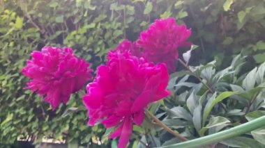 Rüzgarda sallanan parlak mor şakayıklar