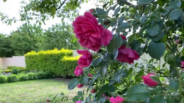 Odrůda růží Rosarium Uetersen s krásnými růžovými pupeny a kvetoucími květy houpat ve vánku — Stock video