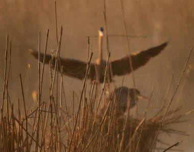 Yuvalarını ören Mor Balıkçıl (Ardea purpurea) yazı tipinde bir örümcek ağının doğuşunda vahşi yaşam fotoğrafı.
