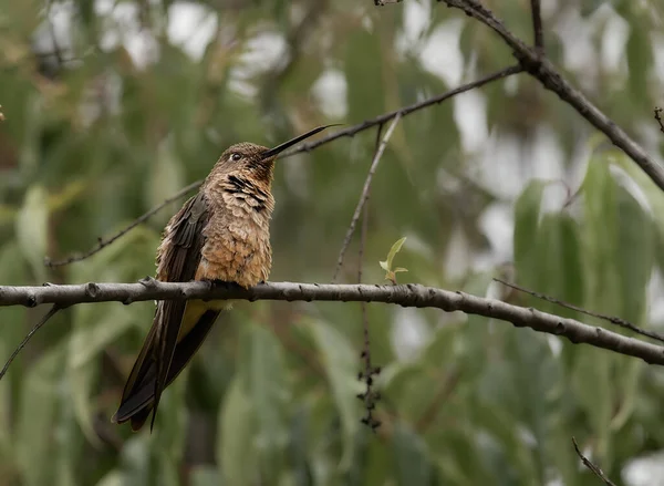 Tierfotos Eines Riesigen Kolibris Patagona Gigas Peru — Stockfoto