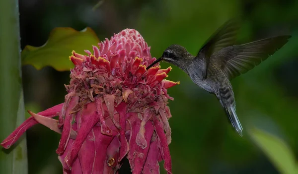 Djurfoto Utfodring Vitskäggig Eremit Phaethornis Hispidus Peru — Stockfoto