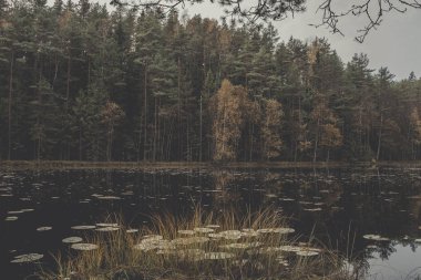 Sonbaharda Orman Gölü