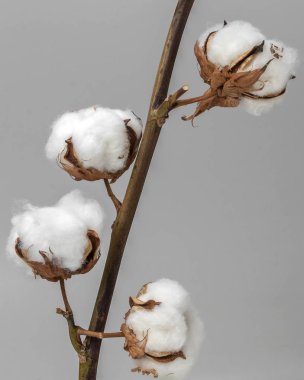 Beyaz pamuk çiçek