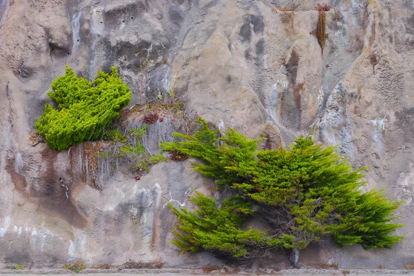 Grüne Bäume wachsen auf Felsen — Stockfoto
