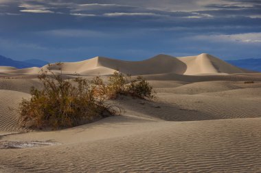 Kum tepeleri Nevada Çölü'nde