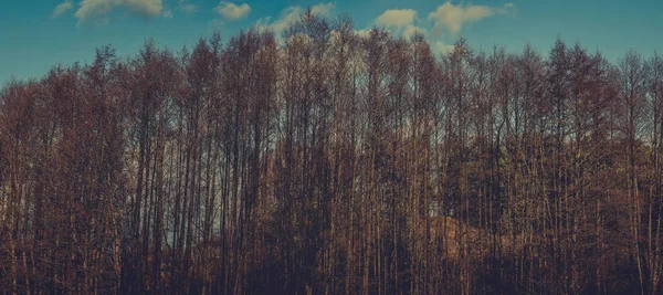 Panorama della foresta primaverile — Foto Stock