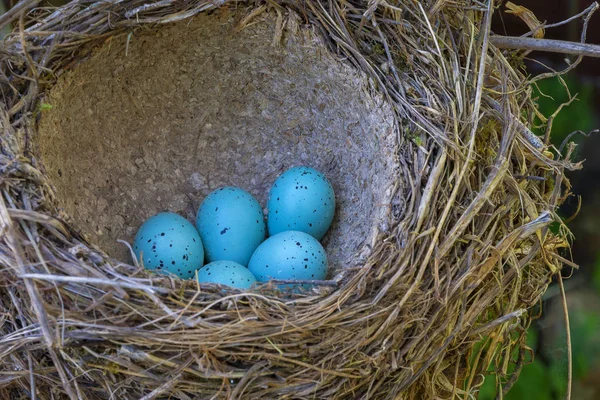 Oeufs d'oiseaux dans le nid — Photo