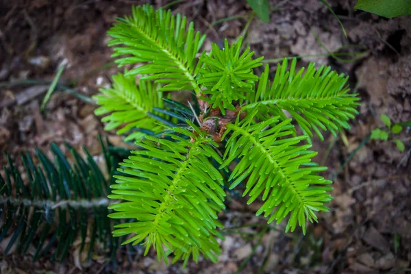 Köknar fide — Stok fotoğraf