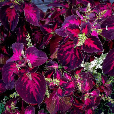 Coleus yukarıdan vurularak bırakılıyor.