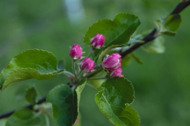 Çiçek açan ağaçta yaprakları olan parlak pembe çiçekler, yakın.
