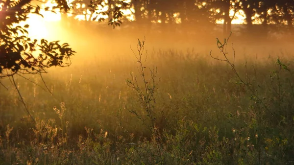 Sun Rays Raised Dust — Stock Photo, Image