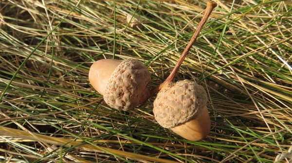 Acorns Lying Grass — Stock Photo, Image