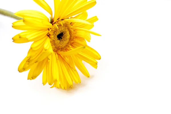 Faded Yellow Gerbera White Background Isolated Stock Image