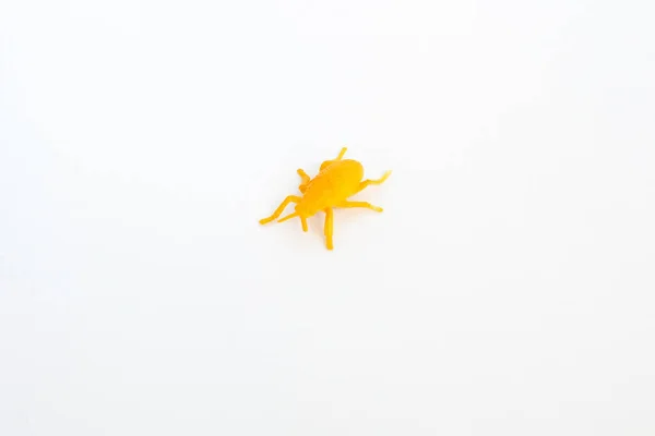 Plastic Toy Insect Orange Beetle Tick White Background Isolated Close — Stock Photo, Image