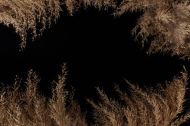 metin, izole edilmiş, taklit için boşluk ile siyah arkaplan üzerinde kuru izole sazlıklar