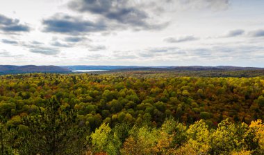 Doğal orman manzara bir Güz