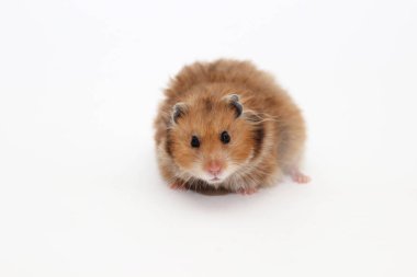 Beyaz bir arka plan üzerinde kahverengi Suriye hamster