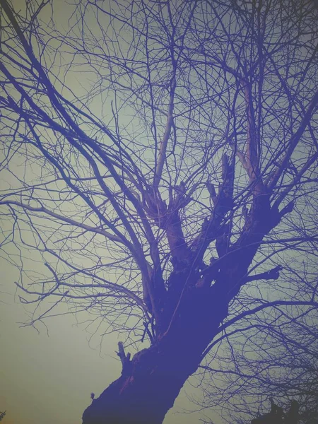 Trädets Och Himlens Harmoni — Stockfoto