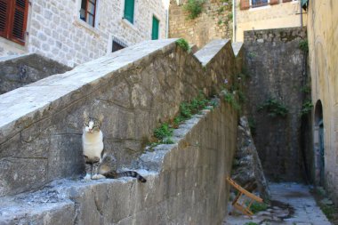 Kediler Şehri - Kotor, Karadağ