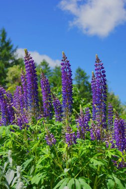 Lupinus, lupin, renkli çiçeklerle dolu lupin tarlası. Bir grup lupin yaz çiçeği arka planı. Çiçek açan lupin çiçekleri. Lupin tarlası. Bahar ve yaz çiçekleri. Doğa kavramı