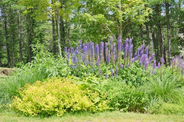 Lupinus, lupin, renkli çiçeklerle dolu lupin tarlası. Bir grup lupin yaz çiçeği arka planı. Çiçek açan lupin çiçekleri. Lupin tarlası. Bahar ve yaz çiçekleri. Doğa kavramı