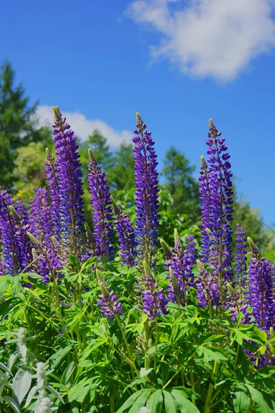 Lupinus Lupin Renkli Çiçeklerle Dolu Lupin Tarlası Bir Grup Lupin — Stok fotoğraf