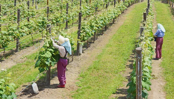 workers at a vineyard in early summer