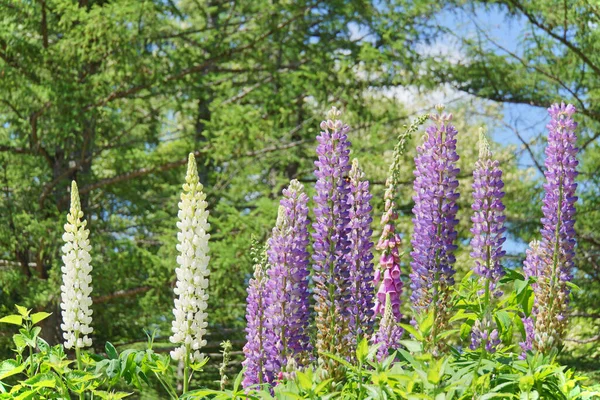 Lupinus, lupin, renkli çiçeklerle dolu lupin tarlası. Bir grup lupin yaz çiçeği arka planı. Çiçek açan lupin çiçekleri. Lupin tarlası. Bahar ve yaz çiçekleri. Doğa kavramı