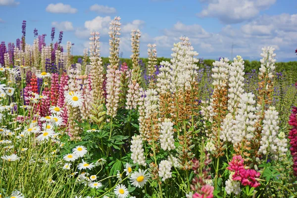 Lupinus Łubin Pole Łubinowe Kolorowymi Kwiatami Pod Błękitnym Niebem Banda — Zdjęcie stockowe