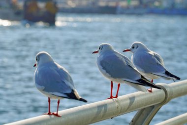 Limandaki tırabzanda dinlenen martı. Kışın Busan limanı.