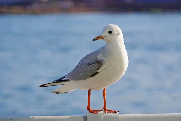 Limandaki tırabzanda dinlenen martı. Kışın Busan limanı.