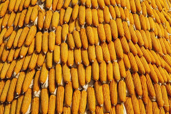 Колосья кукурузы на фоне — стоковое фото
