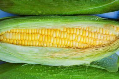 taze Mısır yakın çekim