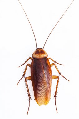 Beyaz arka planda ölü hamamböceği